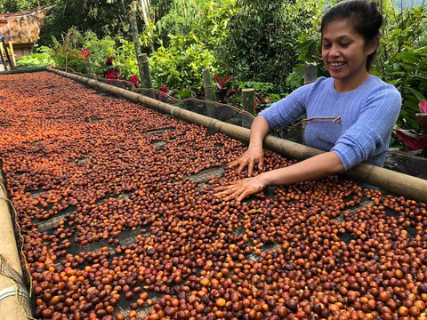woman sorting coffee cherries