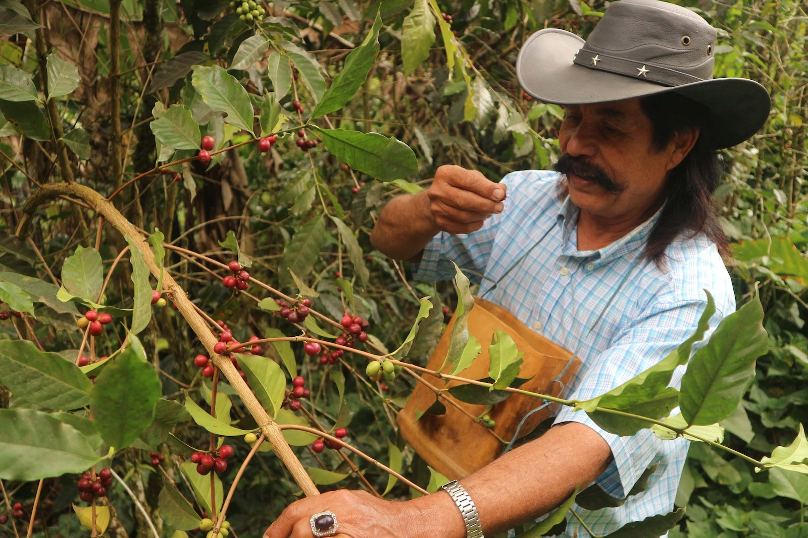 villager harvesting coffee cherries