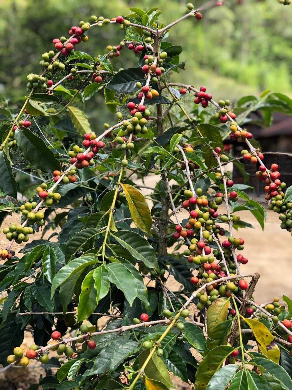 a coffee plant full of coffee cherries