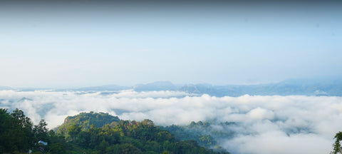 Clouds below our coffee farms in Toraja South Sulawesi, Indonesia.