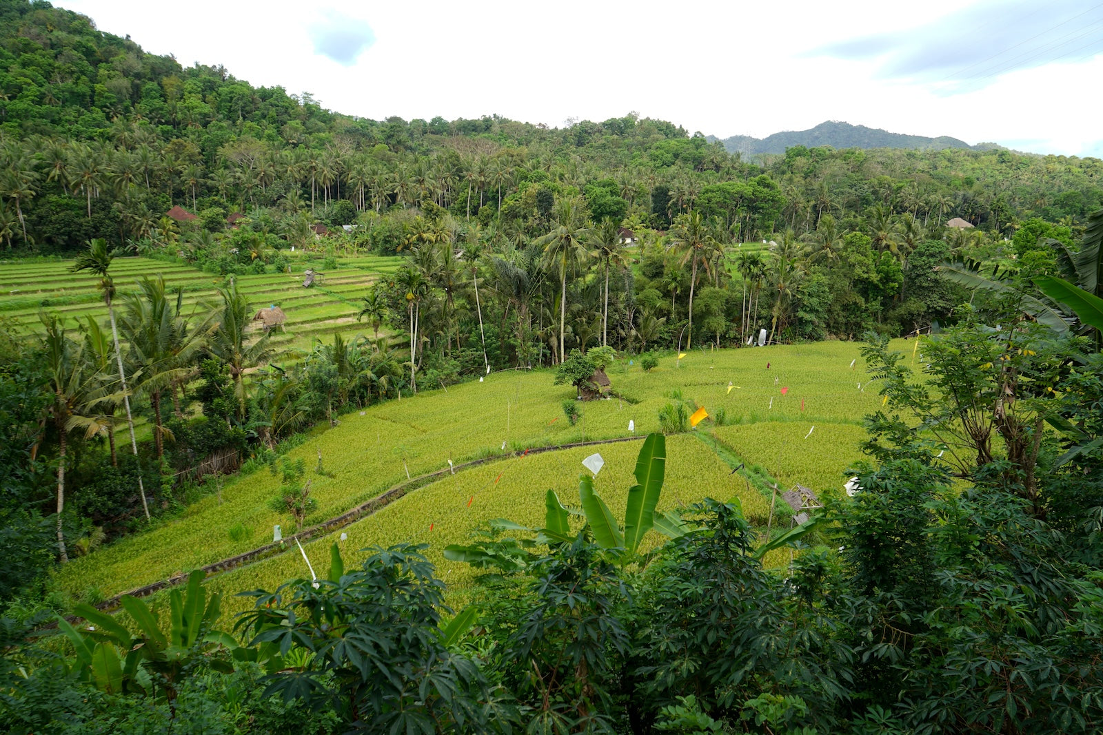 a jungle farm in toraja indonesia