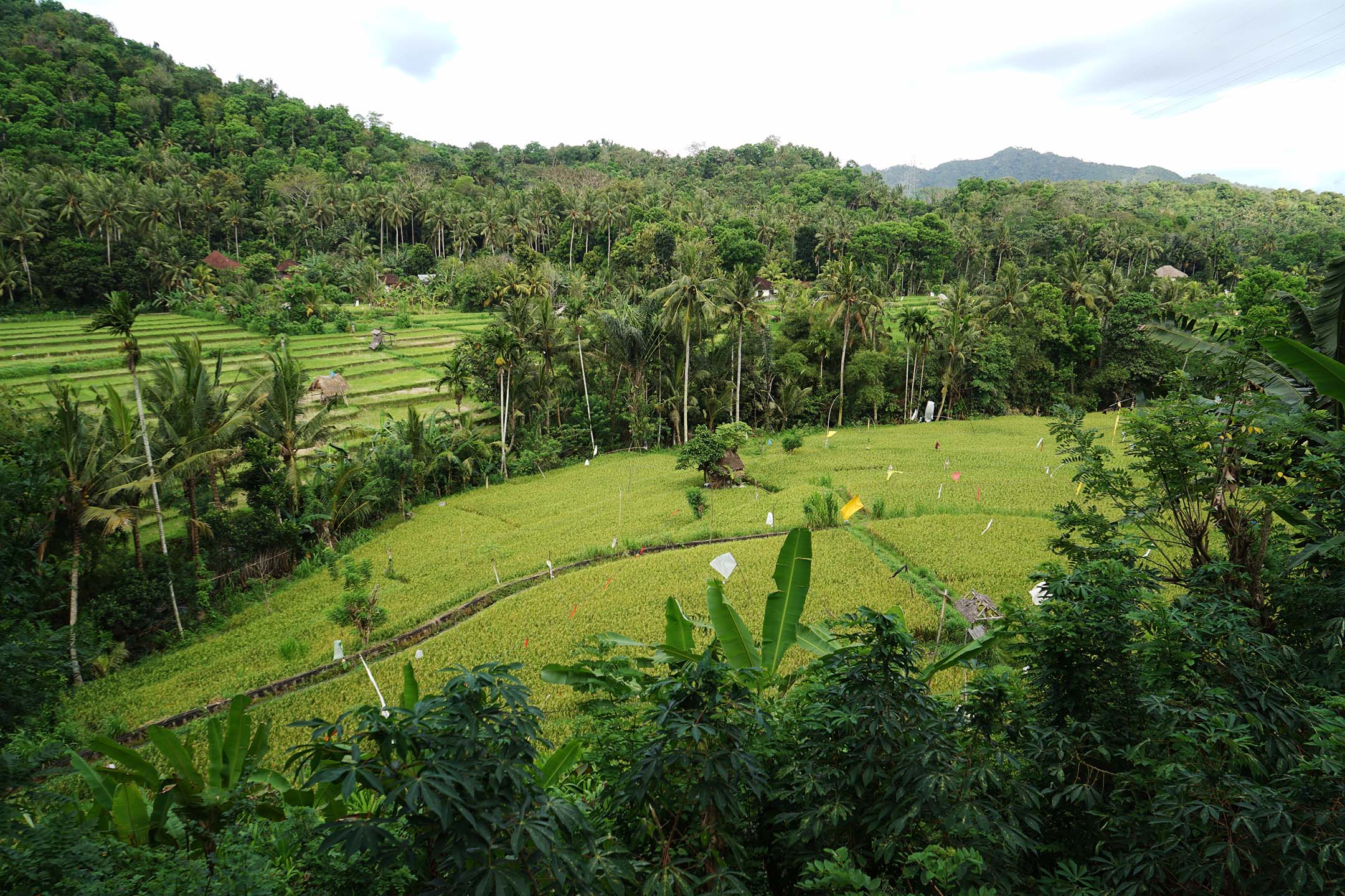 charming farming villas at the Toraja Mountan Coffee farm.