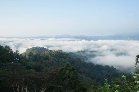 Mountain top view of tana toraja
