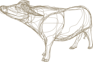 Illustration of an Indonesian Water Buffalo