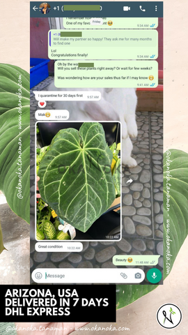 Okanoka 评论植物卖家室内植物