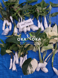 tienda de plantas okanoka