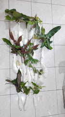 okanoka tanaman, plants, plant mail, aroid, houseplants, potted plants, green