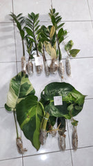 plants, plant mail, houseplant