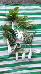 plants, plant, plant mail, plant makes people happy, green, leaf, houseplants