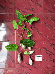 okanoka tanaman, plants, plant mail, aroid, houseplants, potted plants, green