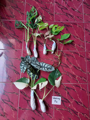 Shipping, plant shop, plant seller, winter package, plant selling, anthurium, plants, support small