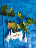 okanoka plants shipment documentation