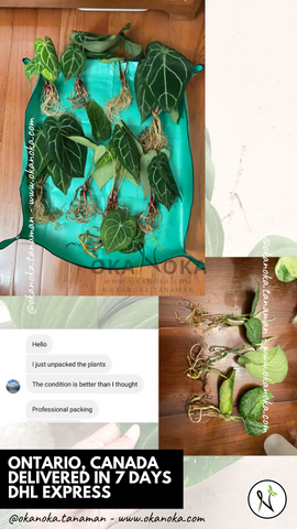 Okanoka.com reviews plant seller houseplants aroids