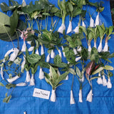 okanoka indonesia plants