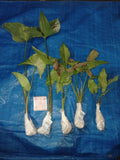 okanoka, plants, aroid, indonesia, plant seller, houseplants, tropical plants