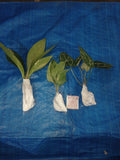 okanoka, plants, aroid, indonesia, plant seller, houseplants, tropical plants