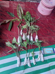 Shipping, plant shop, plant seller, winter package, plant selling, anthurium, plants, support small
