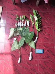 Shipping, plant shop, plant seller, winter package, plant selling, anthurium, plants, support small