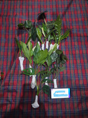 Shipping, plant shop, plant seller, plant selling, anthurium, plants,  plant mail, aroids, aroid, philodendron, syngonium, anthurium, calathea, scindapsus, plant shop, plant mart, plant market