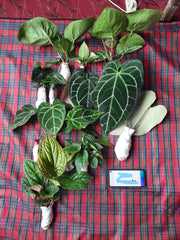 Anthurium dorayaki, Anthurium clarinervium, Anthurium crystallinum, Anthurium radicans