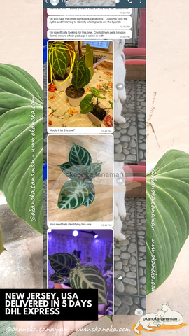 plant store, plants, plant, houseplants, plantmail, jungle plants, jungle home, plants vibe, plant therapy, green, leaf, leaves