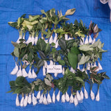 okanoka plants shop indonesia