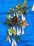 okanoka.com plant shipment