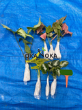 okanoka plants import indonesia