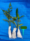 okanoka.com plant shipment