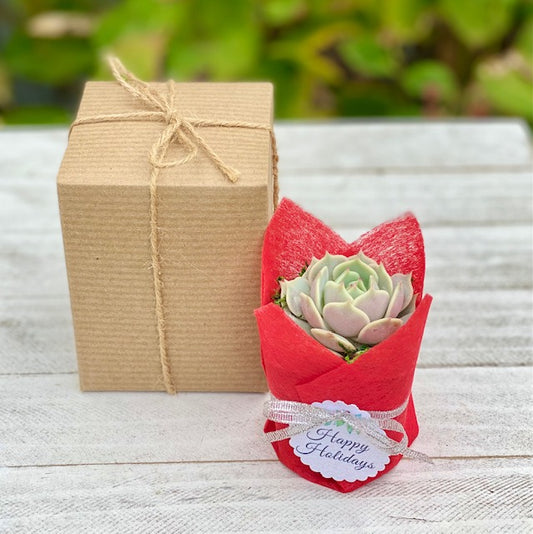 Thank You Succulent Gift Box