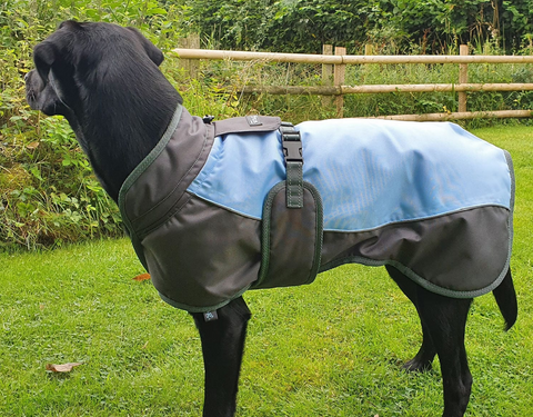 dog wearing waterproof dog coat