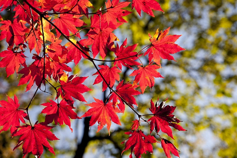 The easiest ways to boost your health in fall can go a long way toward a healthy holiday season ahead of us.