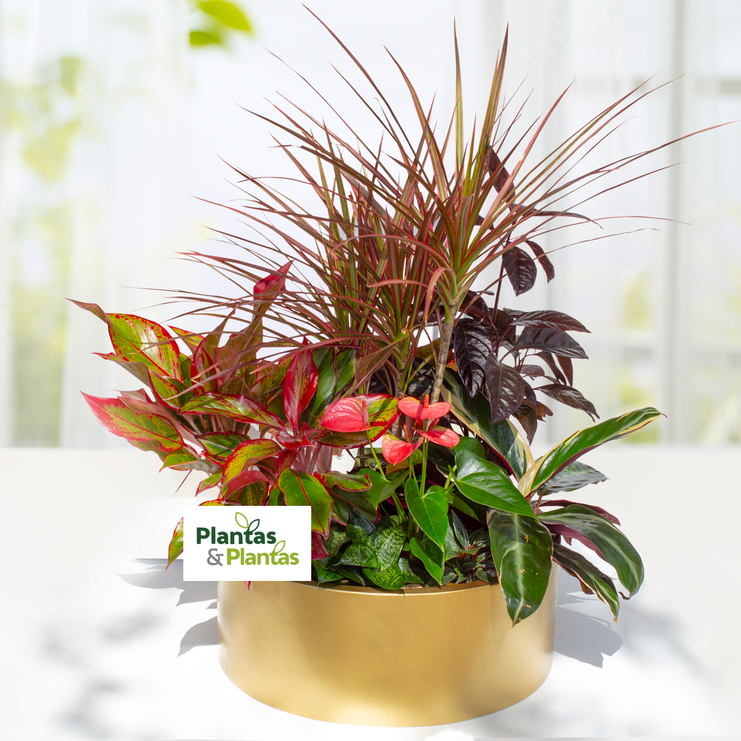 Arreglo de plantas con Dracena Colorada, Mini Anturios, Chocolate, Agl –  Plantas & Plantas