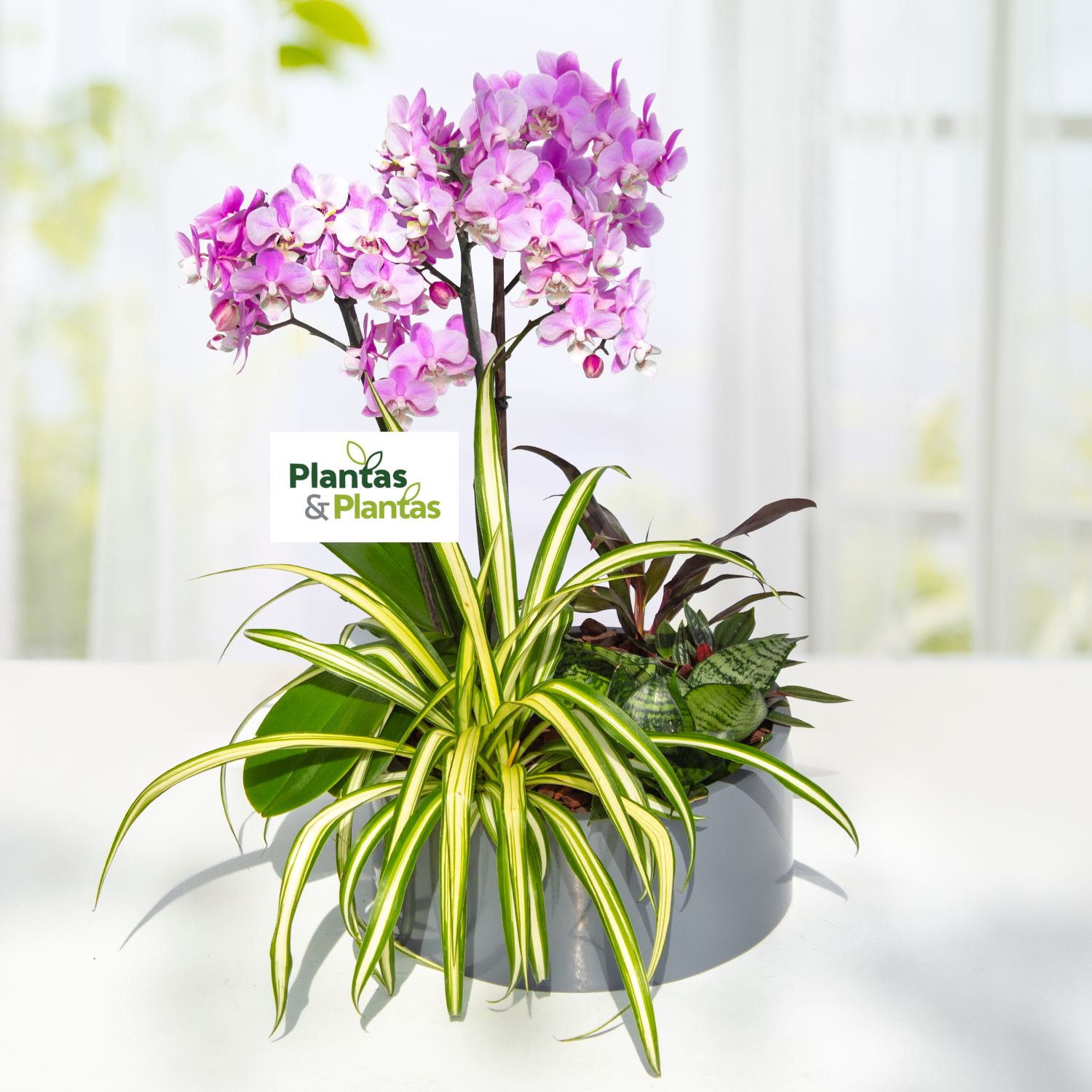 Arreglo de plantas con Orquídea Multiflora, Sansiviera, Ipomea y  Clorophito- ARP006 – Plantas & Plantas