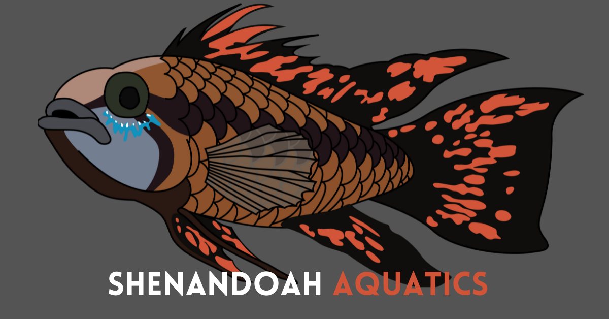 Shenandoah Aquatics