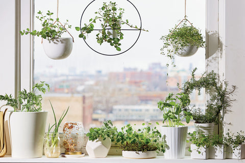 Windowsill gardening - grow vegetables and herbs