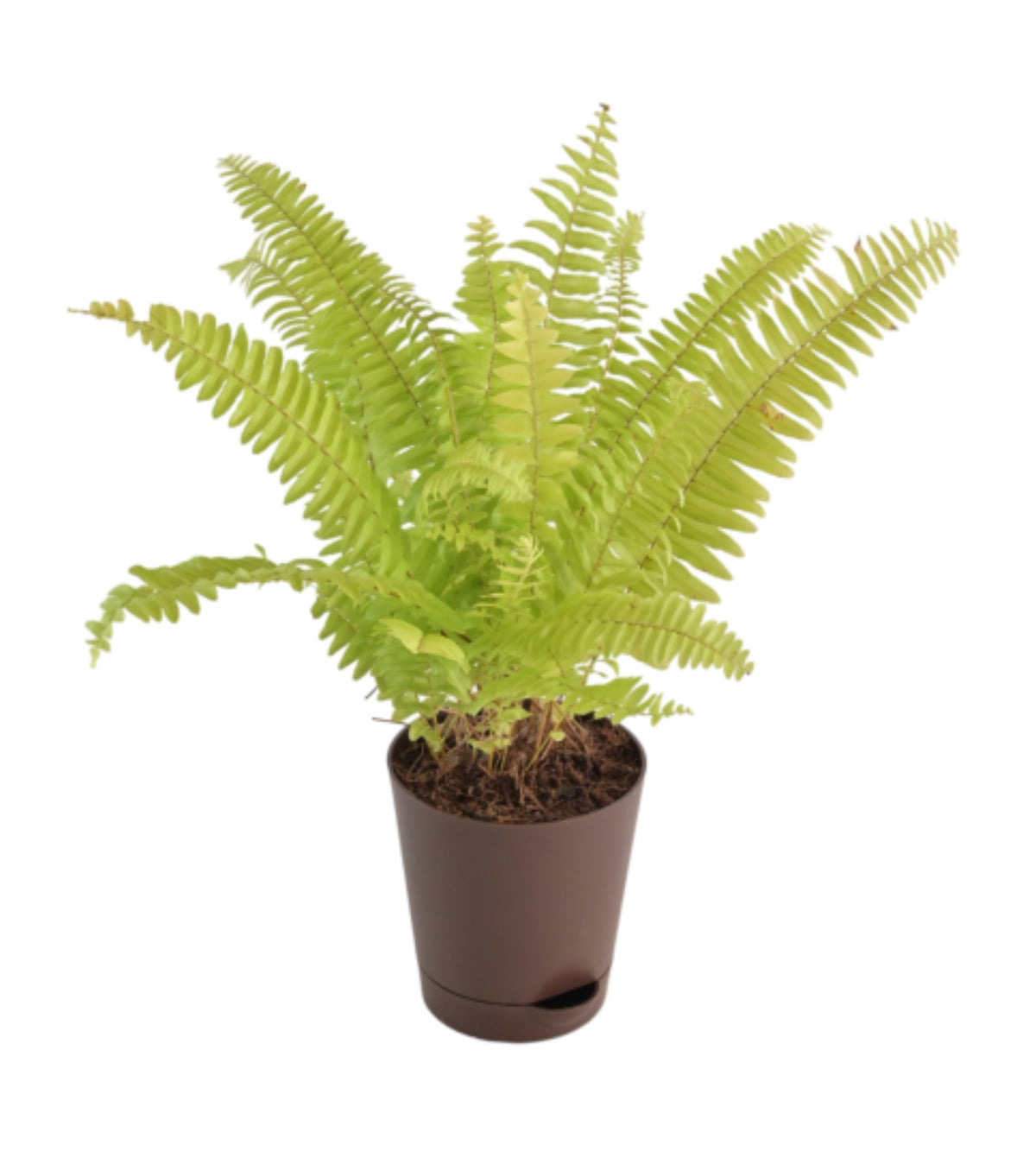 Golden fern Plant — Plan A Plant