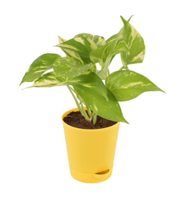 Money Plant Variegated