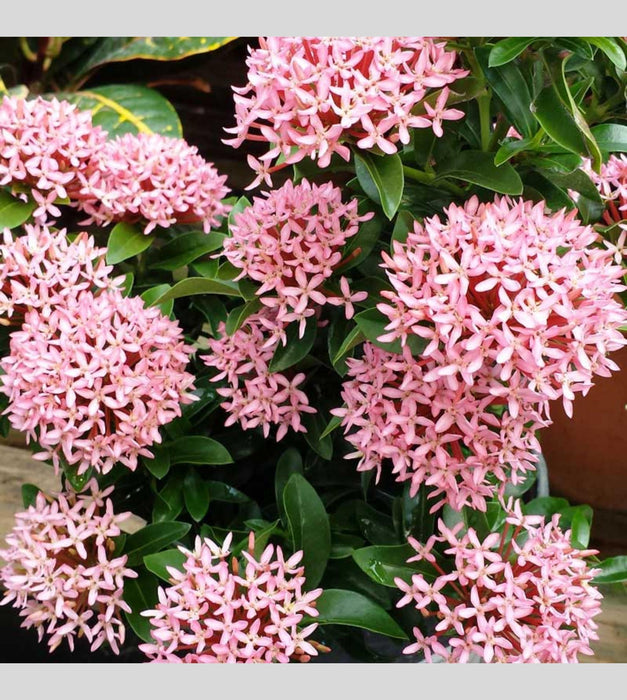 Ixora Mini Dwarf (Pink) Plant — Plan A Plant