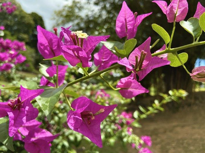 Buganvilla Herb/ Ewe Papito Hierba – casadeorula