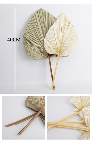 PALMITO ~ Pack of Dried Palm Leaves