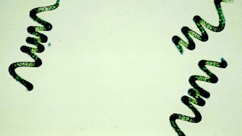 spirulina al microscopio