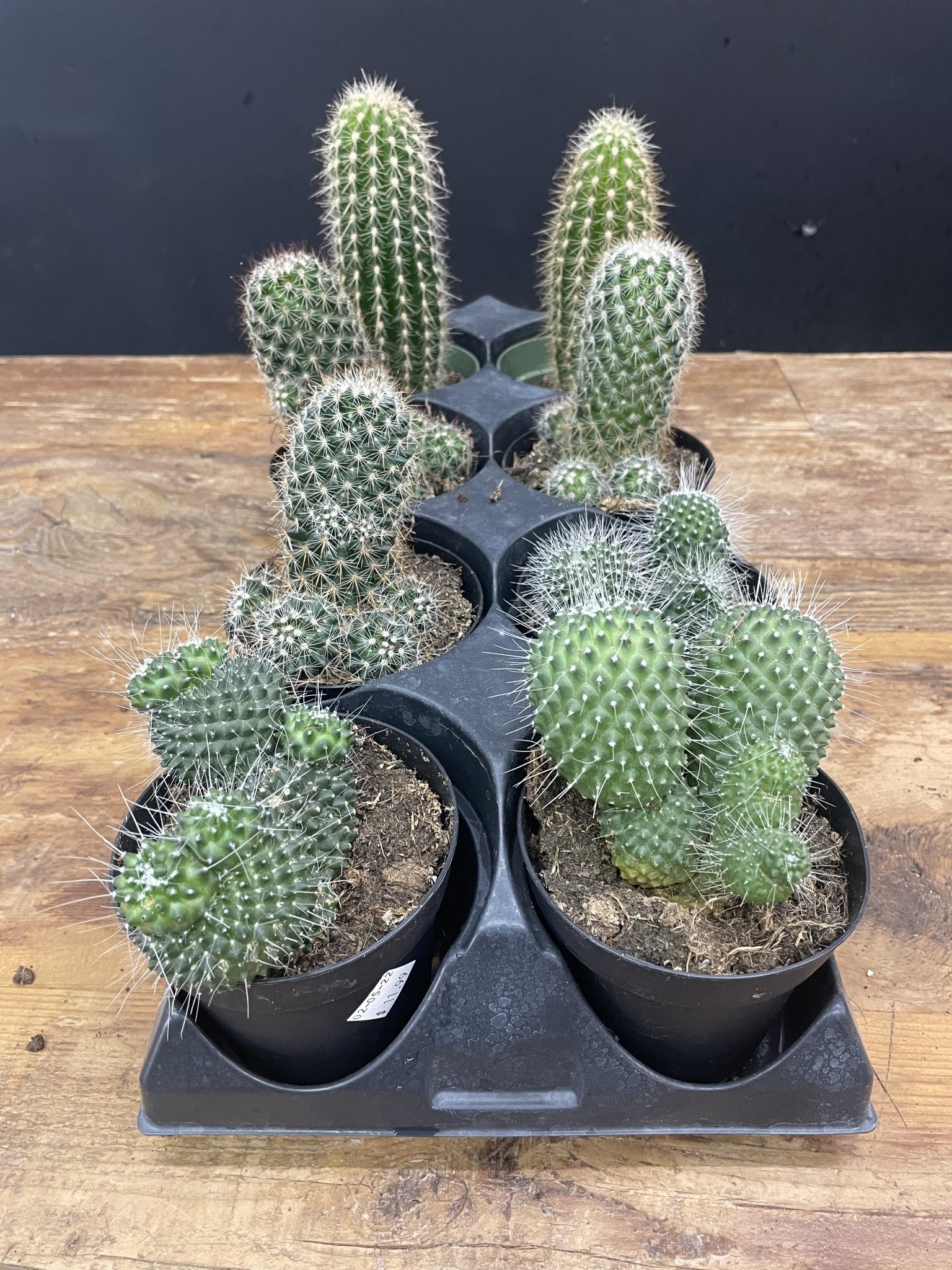 Fishbone Cactus - Satellite Garden Centre