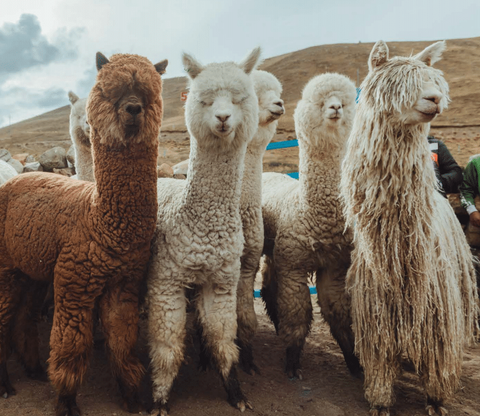alpacas in Peru