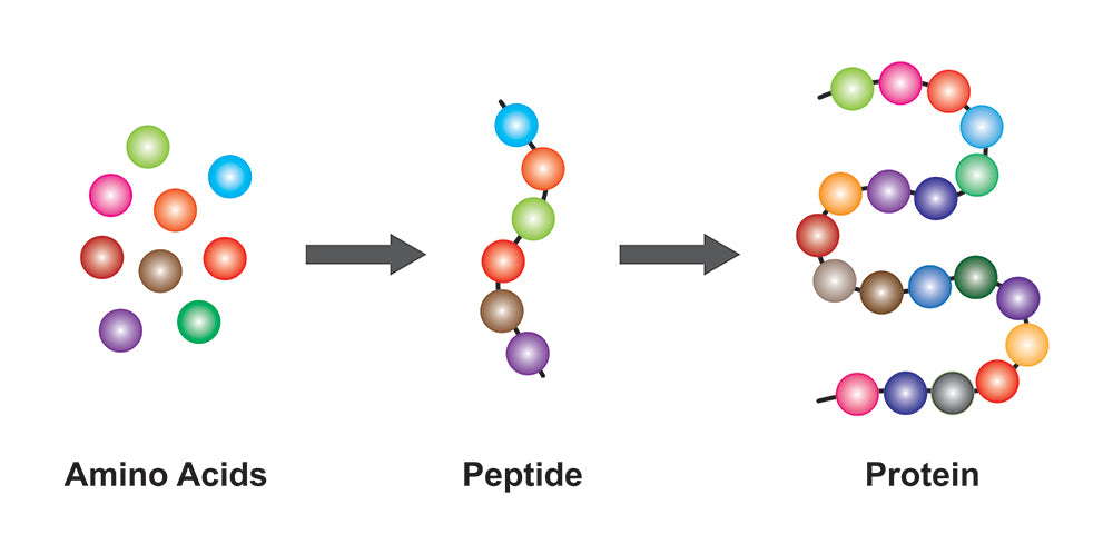 Amino acids to peptides to proteins