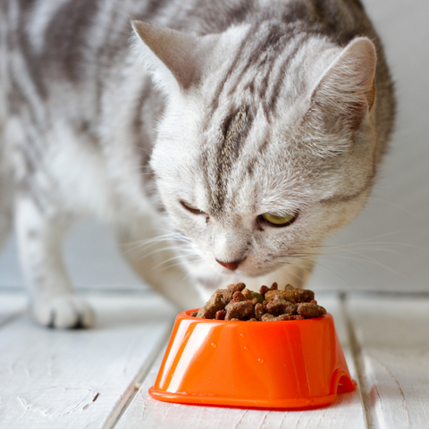 η καλύτερη ξηρά τροφή για γάτες