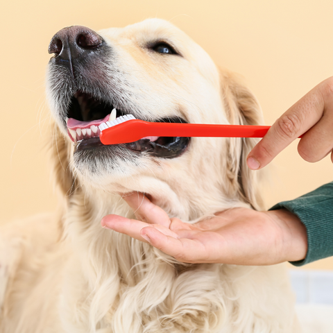 βούρτσισμα δοντιών σκύλου