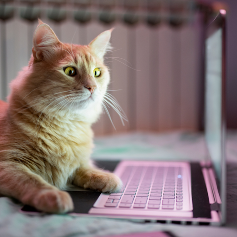 γάτα μπροστά σε laptop