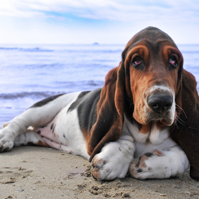 σκύλος ράτσας basset hound