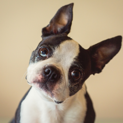 σκύλος ράτσας boston terrier